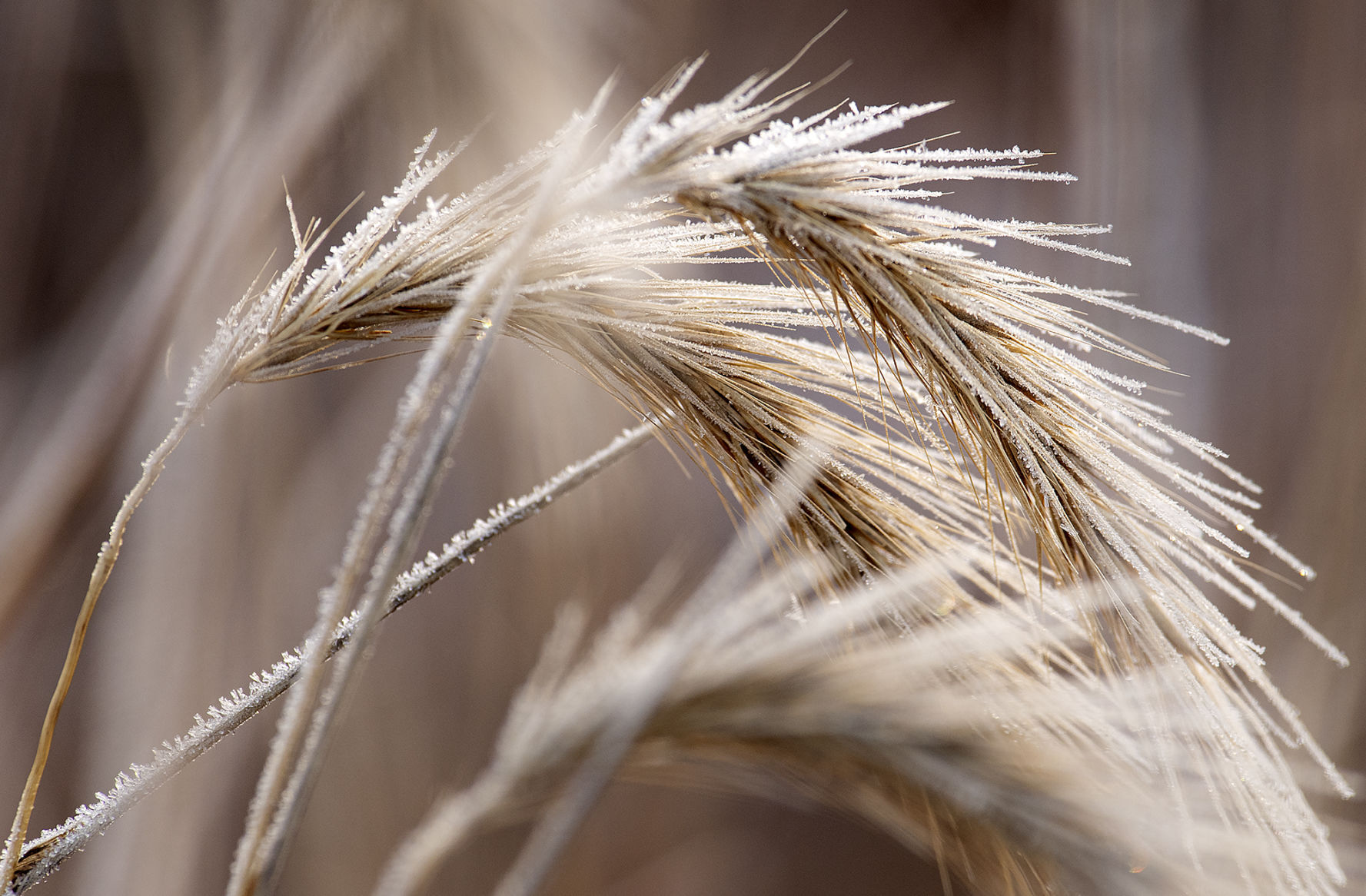 Top Journal Star photos for January